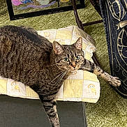 Babe is registered to the contest to win money with this photo: cat, tabby_cat, indoor, cushion, green_carpet, furniture, pet, relaxed, animal, whiskers, paw, striped_fur, resting, colorful_artwork, home_decor, chair, fabric, domestic_animal, cute, feline