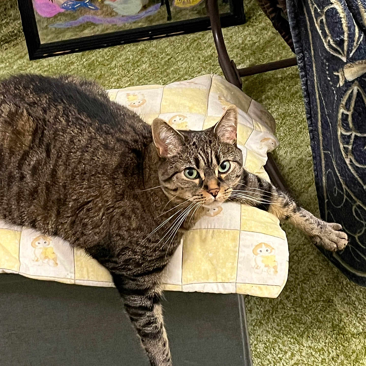 Babe is registered to the contest to win money with this photo: cat, tabby_cat, indoor, cushion, green_carpet, furniture, pet, relaxed, animal, whiskers, paw, striped_fur, resting, colorful_artwork, home_decor, chair, fabric, domestic_animal, cute, feline