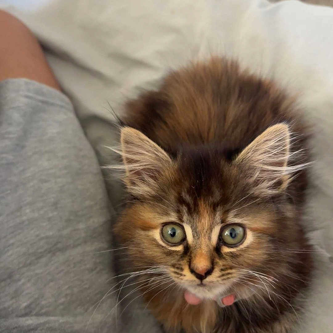 Mollie is registered to the contest to win money with this photo: abyssinian, animal, bed, blanket, bodypart, cat, couch, cushion, face, furniture, head, homedecor, kitten, manx, mouth, person, pet, photography, portrait, tongue