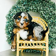 Ice joined the competition — help win amazing prizes! puppy, dog, blue_eyes, wicker_chair, green_wreath, indoor, cute, pet, fur, small_chair, adorable, animal, portrait, young_dog, sitting, fluffy, decor, houseplant, brown, white