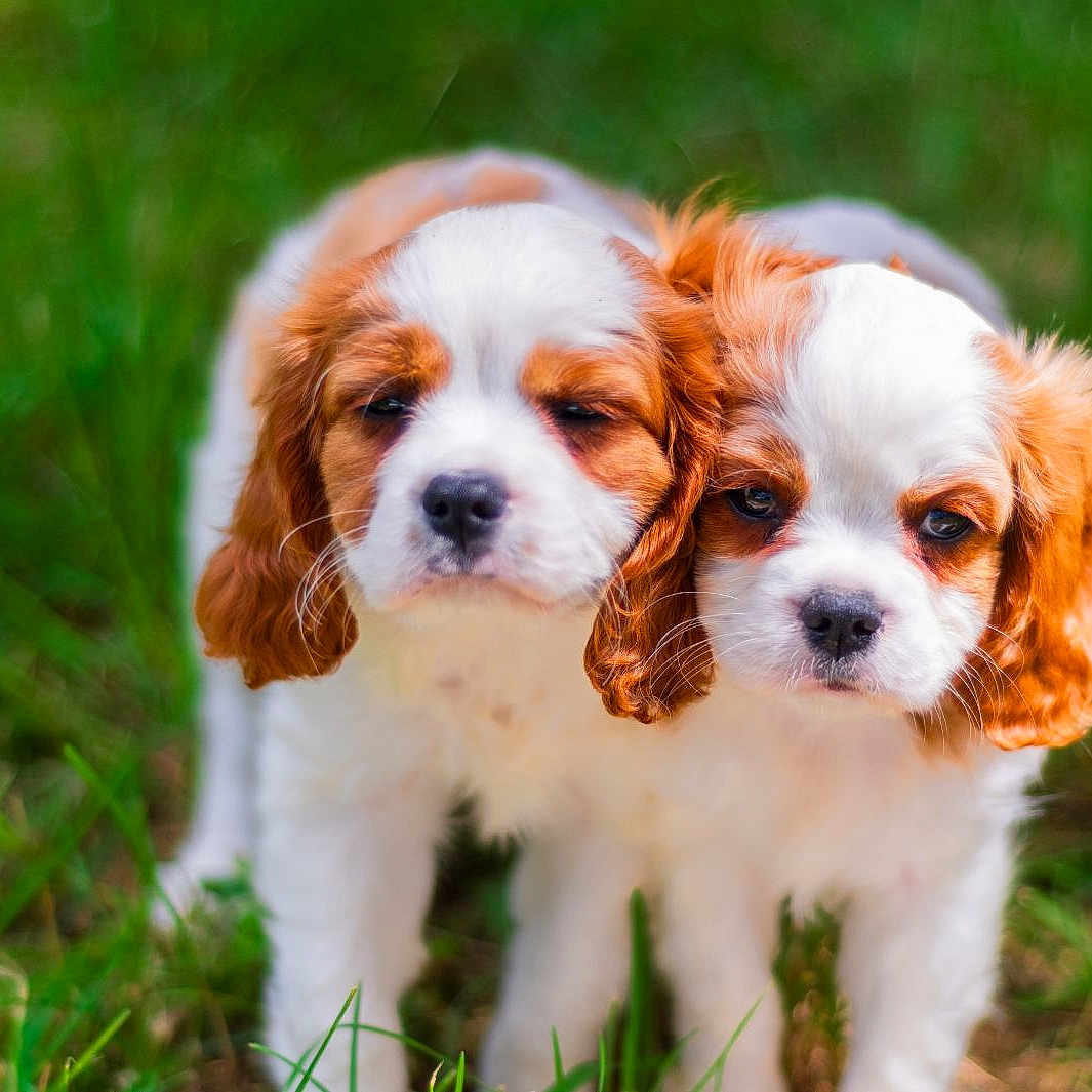 Fabrice Lardeau a rejoint le concours — aidez-le/la à gagner de superbes lots ! adorable, animal, brown, cavalier_king_charles_spaniel, close_up, cute, dog, eyes, fluffy, fur, grass, nature, outdoor, pet, portrait, puppy, small, two, white, young