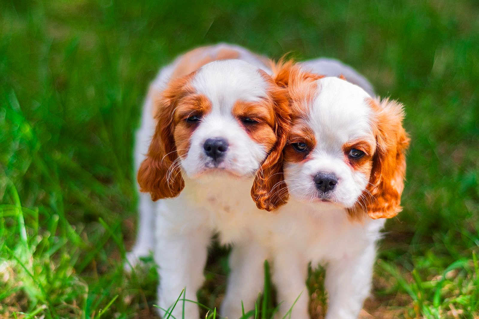 Fabrice Lardeau a rejoint le concours — aidez-le/la à gagner de superbes lots ! adorable, animal, brown, cavalier_king_charles_spaniel, close_up, cute, dog, eyes, fluffy, fur, grass, nature, outdoor, pet, portrait, puppy, small, two, white, young