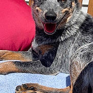 Bailey is registered to the contest to win money with this photo: animal, blue_towel, canine, companion, daylight, dog, domestic_animal, ears, fur, happy, lounge, outdoor, paw, pet, red_pillow, relaxing, smiling, sunlight, tongue, wooden_chair