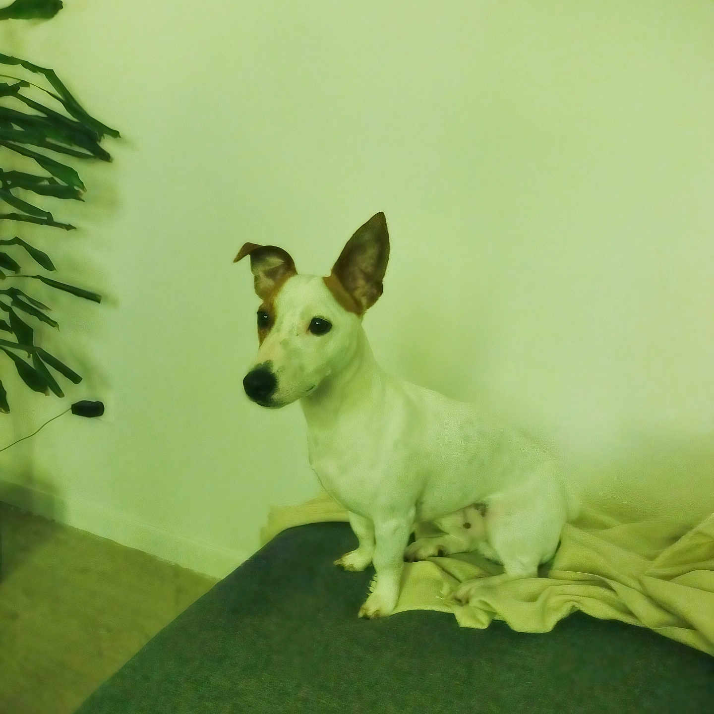 Jack participe au concours pour gagner de l'argent avec cette photo : alert, animal, blanket, brown_ears, canine, companion, couch, curious, cute, dog, domestic, floor, furniture, home, indoor, pet, sitting, small_dog, wall, white_dog