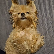 Peanut is registered to the contest to win money with this photo: dog, small_dog, furry, long_hair, lying_on_back, blanket, bedding, paw, ears, nose, mouth, sleepy, cute, pet, indoor, cozy, portrait, close_up, bedroom, fur_texture