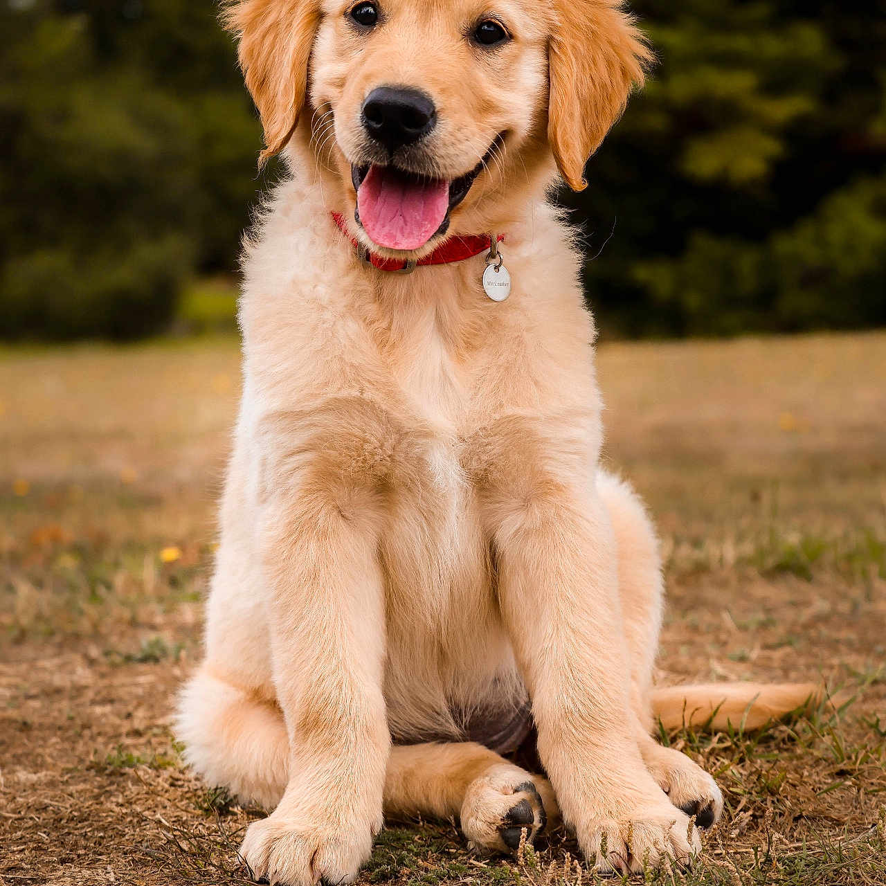 Avanah a rejoint le concours — aidez-le/la à gagner de superbes lots ! animal, canine, collar, cute, dog, friendly, fur, golden_retriever, grass, happy, mammal, nature, outdoor, pet, playful, puppy, sitting, smiling, tongue_out, young