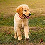 puppy, golden_retriever, dog, grass, field, outdoor, animal, pet, cute, happy, walking, fur, canine, nature, summer, playful, young, mammal, collar, tongue_out