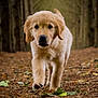 golden_retriever, puppy, dog, animal, forest, nature, leaves, path, walking, outdoor, cute, fur, canine, young, pet, mammal, brown, tree_trunk, autumn, adorable