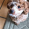Vanille participe au concours pour gagner de l'argent avec cette photo : dog, curly_hair, brown, white_powder, face, pet, indoor, carpet, tile_floor, cute, small_dog, looking_up, fluffy, animal, companion, close_up, adorable, fur, poodle, curly_fur