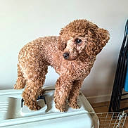 Vanille a rejoint le concours — aidez-le/la à gagner de superbes lots ! dog, poodle, brown, curly_fur, pet, animal, indoor, crate, plastic, floor, tile_floor, furniture, chair, folding_chair, blue_cushion, wall, looking_away, standing, small_dog, domestic_animal