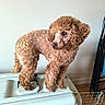 dog, poodle, brown, curly_fur, pet, animal, indoor, crate, plastic, floor, tile_floor, furniture, chair, folding_chair, blue_cushion, wall, looking_away, standing, small_dog, domestic_animal