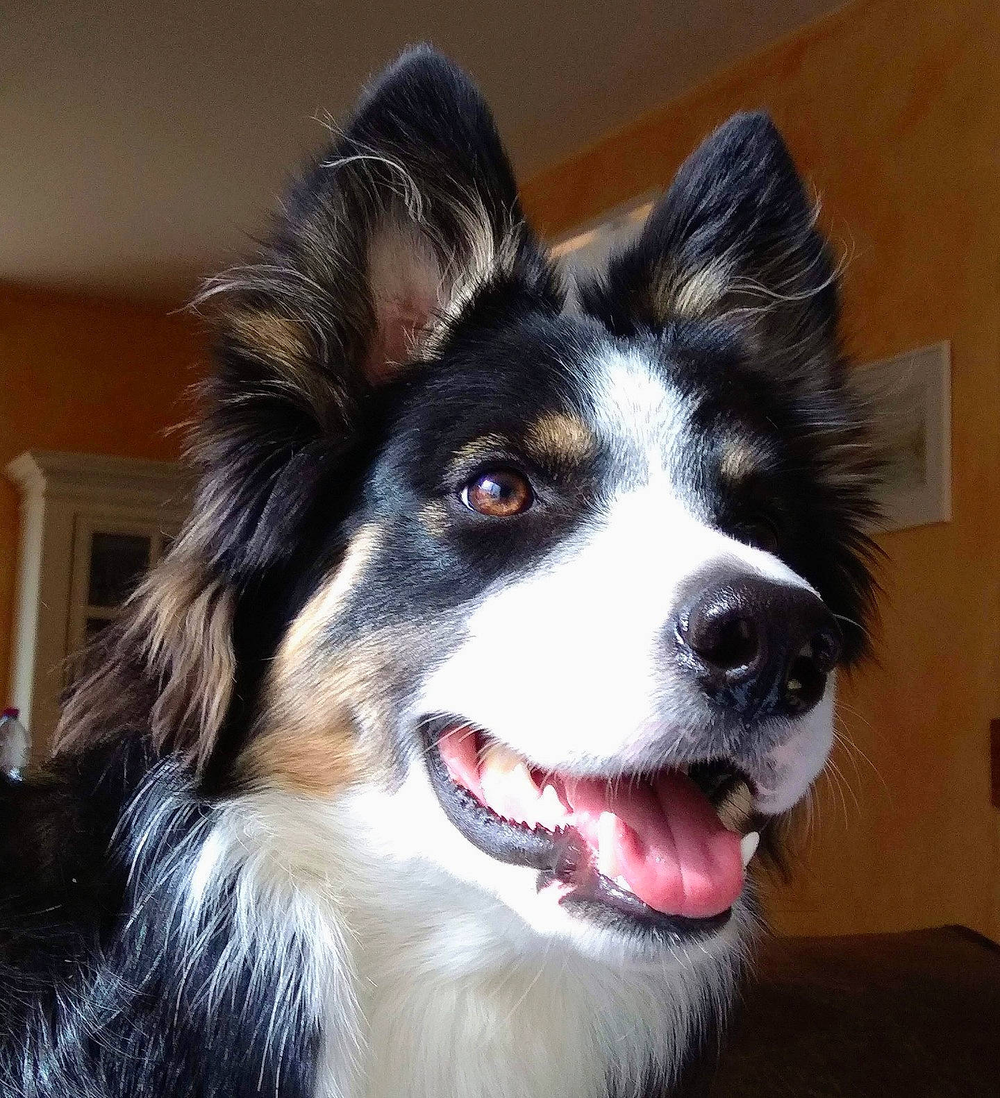Obi a rejoint le concours — aidez-le/la à gagner de superbes lots ! art, canidae, carnivore, collar, companion_dog, dog, dog_breed, ear, fur, herding_dog, jaw, snout, sporting_group, terrestrial_animal, whiskers, working_animal, working_dog