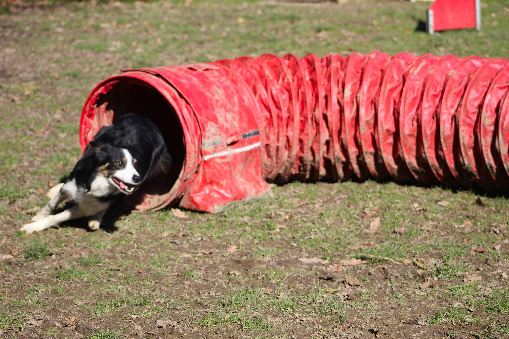 Obi a rejoint le concours — aidez-le/la à gagner de superbes lots ! animal_sports, border_collie, canidae, carmine, carnivore, companion_dog, coquelicot, dog, dog_breed, dog_sports, dog_supply, grass, herding_dog, hose, snout, sporting_group, tail, terrestrial_animal, working_animal, working_dog
