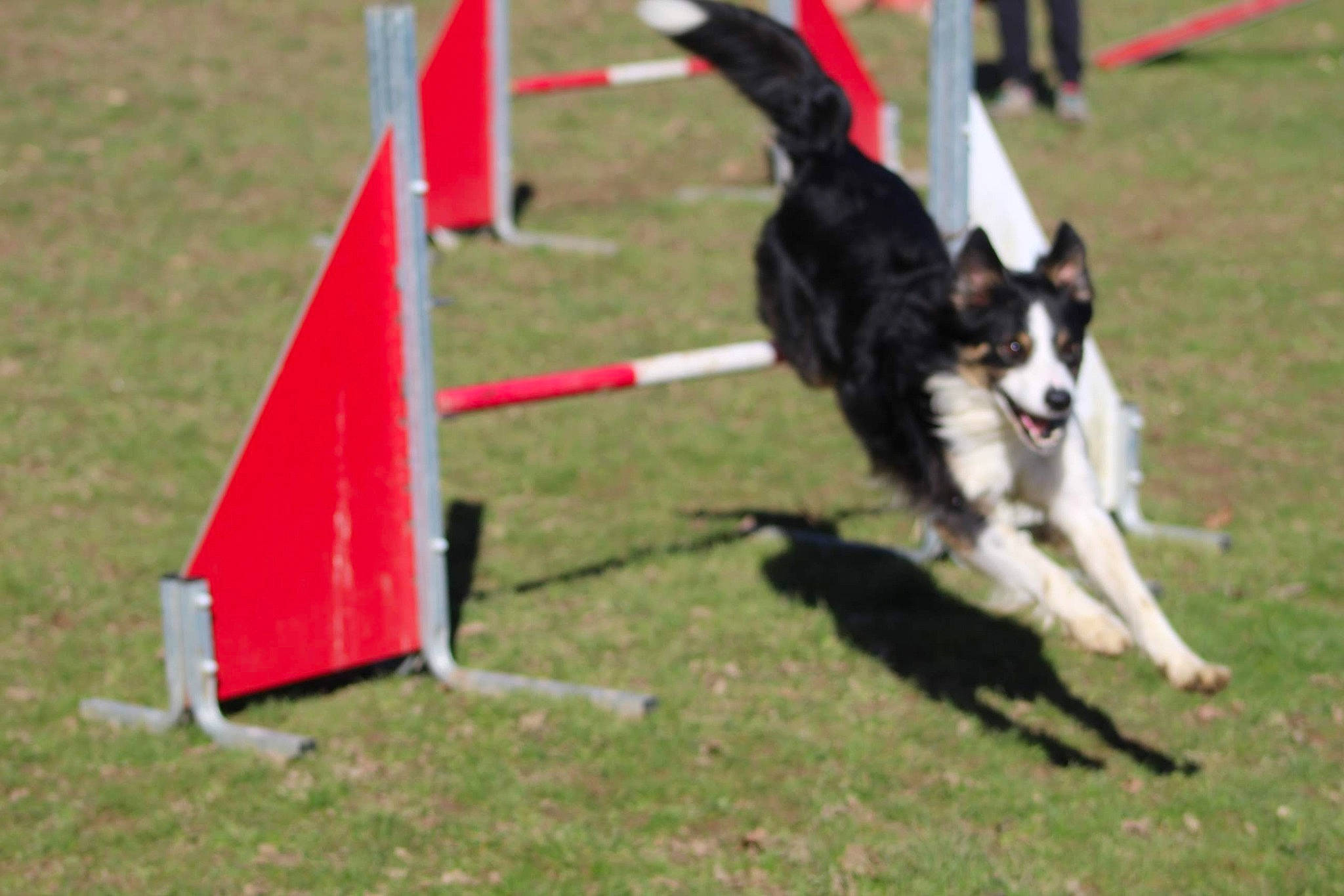 Obi a rejoint le concours — aidez-le/la à gagner de superbes lots ! animal_sports, animal_training, border_collie, canidae, carnivore, chair, companion_dog, dog, dog_agility, dog_breed, dog_sports, dog_supply, grass, herding_dog, pet_supply, recreation, sporting_group, sports, tracking_trial, working_dog