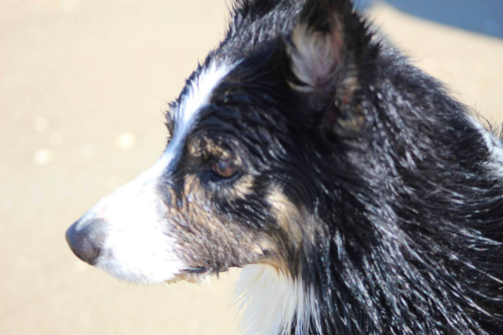 Obi a rejoint le concours — aidez-le/la à gagner de superbes lots ! ancient_dog_breeds, canidae, canis, carnivore, companion_dog, dog, dog_breed, fur, herding_dog, snout, snow, sporting_group, terrestrial_animal, whiskers, wildlife, winter, working_animal, working_dog