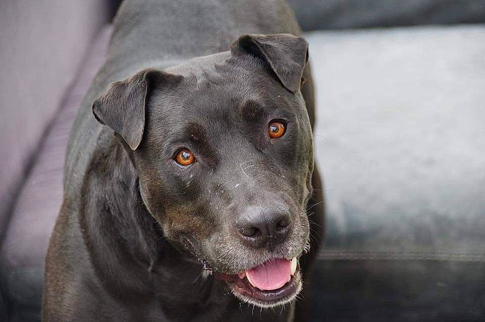 Taz a rejoint le concours — aidez-le/la à gagner de superbes lots ! borador, canidae, carnivore, collar, companion_dog, dog, dog_breed, fawn, fur, grey, guard_dog, gun_dog, hunting_dog, liver, non_sporting_group, sporting_group, whiskers, working_animal