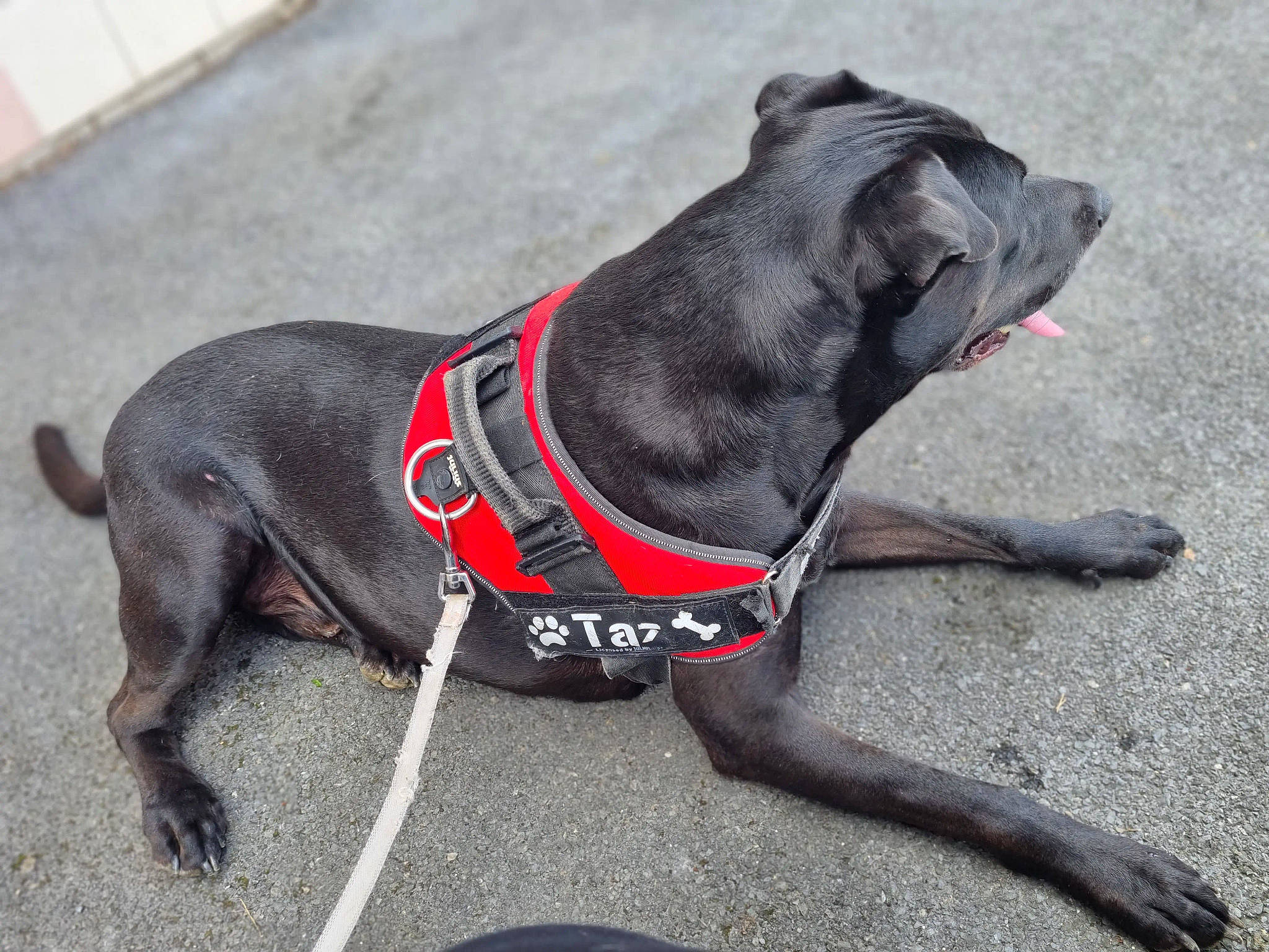 Taz participe au concours pour gagner de l'argent avec cette photo : canidae, carnivore, collar, companion_dog, dog, dog_breed, dog_clothes, dog_collar, dog_supply, dog_walking, fawn, grey, guard_dog, leash, pet_supply, road_surface, snout, sporting_group, tail, working_animal