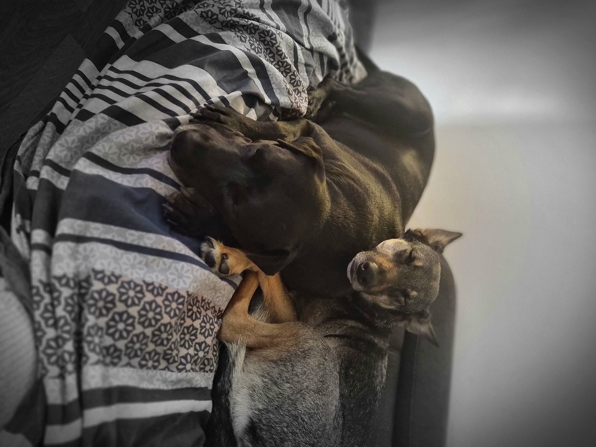 Louna a rejoint le concours — aidez-le/la à gagner de superbes lots ! bag, canidae, carnivore, companion_dog, darkness, dog_breed, domestic_short_haired_cat, elbow, fawn, felidae, fur, grey, leather_jacket, military_camouflage, sleeve, small_to_medium_sized_cats, sporting_group, street_fashion, tail, whiskers