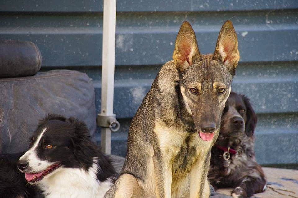 Louna a rejoint le concours — aidez-le/la à gagner de superbes lots ! ancient_dog_breeds, biting, border_collie, canidae, canis, carnivore, companion_dog, dog, dog_breed, fawn, fur, herding_dog, snout, sporting_group, terrestrial_animal, wildlife, working_animal, working_dog