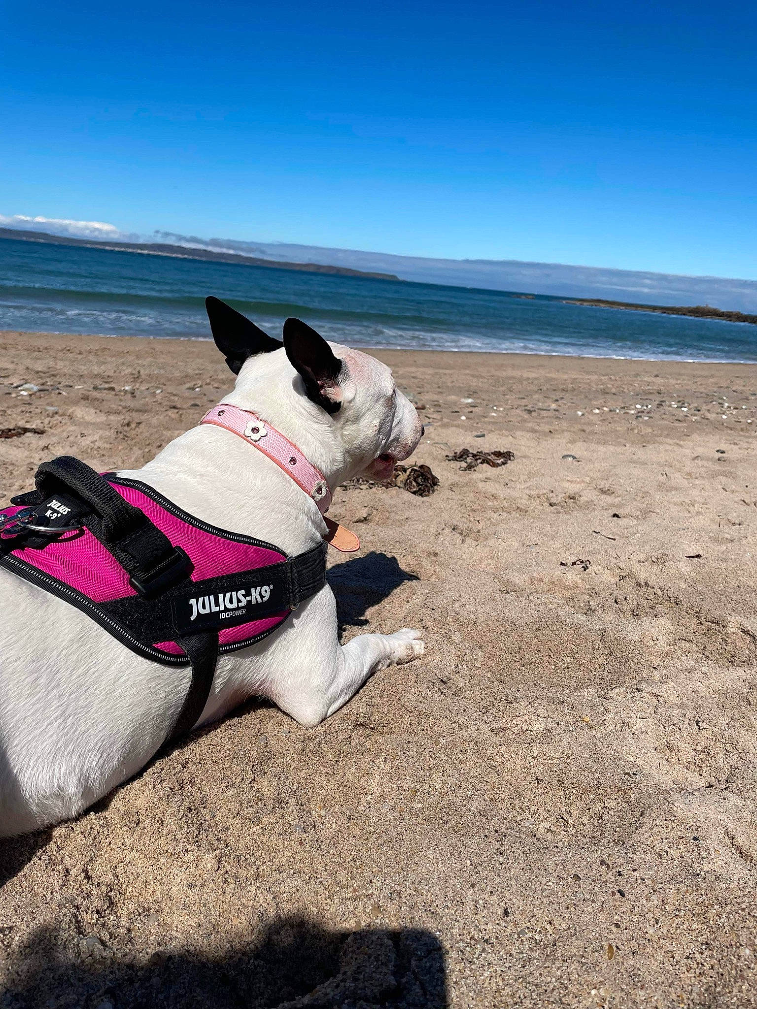Sophie is registered to the contest to win money with this photo: beach, carnivore, collar, companion_dog, dog, dog_breed, dog_collar, dog_supply, dog_walking, fashion_accessory, fawn, leash, personal_protective_equipment, pet_supply, recreation, sky, snout, sportswear, water, working_animal