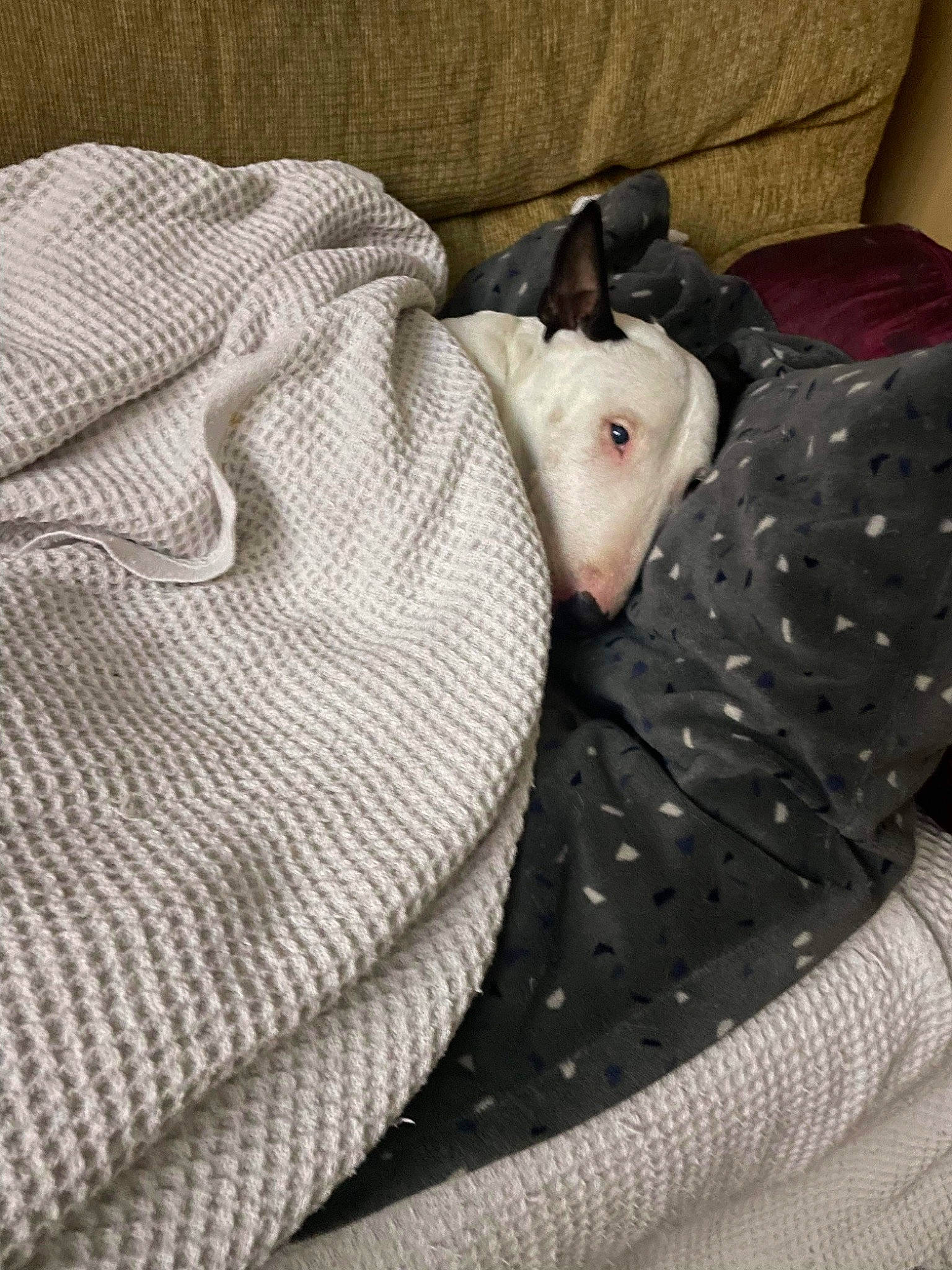 Sophie joined the competition — help win amazing prizes! bed, bed_sheet, bedding, canidae, carnivore, comfort, companion_dog, couch, dog, dog_breed, dog_supply, fawn, felidae, grey, linens, nap, pattern, sleeve, snout, sporting_group