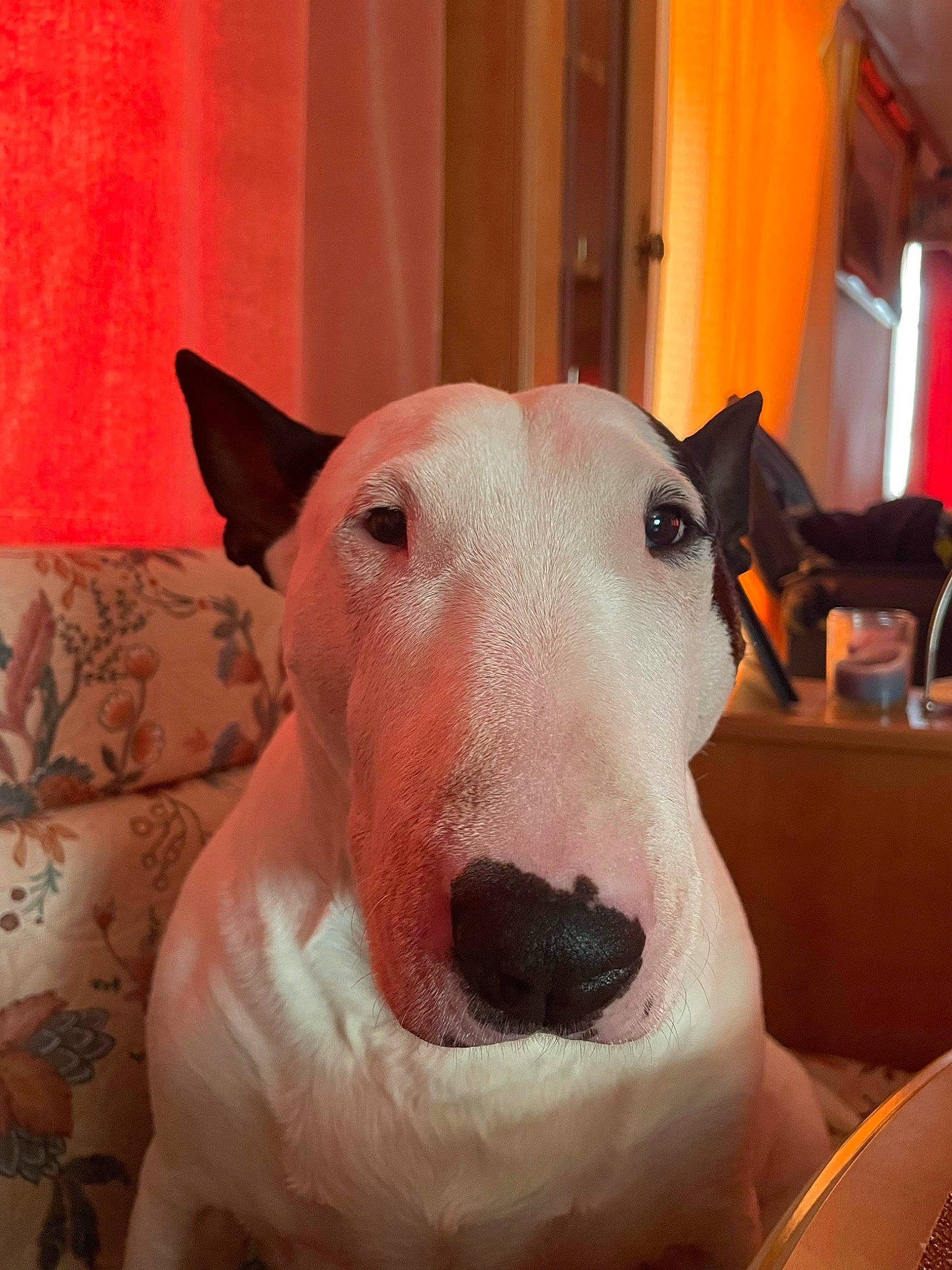 Sophie joined the competition — help win amazing prizes! bull_and_terrier, bull_terrier, bull_terrier_miniature, canidae, carnivore, collar, companion_dog, curtain, dog, dog_breed, ear, english_white_terrier, fawn, jaw, old_english_terrier, snout, terrestrial_animal, terrier, whiskers, working_animal