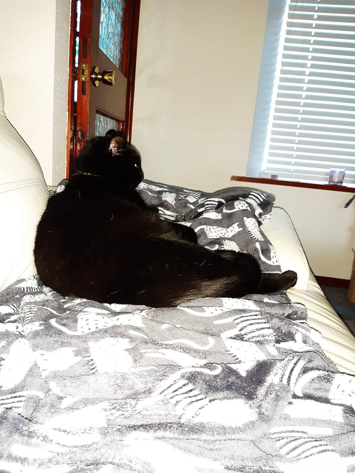 Puddles joined the competition — help win amazing prizes! bed, bed_sheet, bedding, bedroom, carnivore, comfort, door, felidae, floor, flooring, grey, hardwood, linens, room, small_to_medium_sized_cats, tail, tints_and_shades, window, window_blind, wood