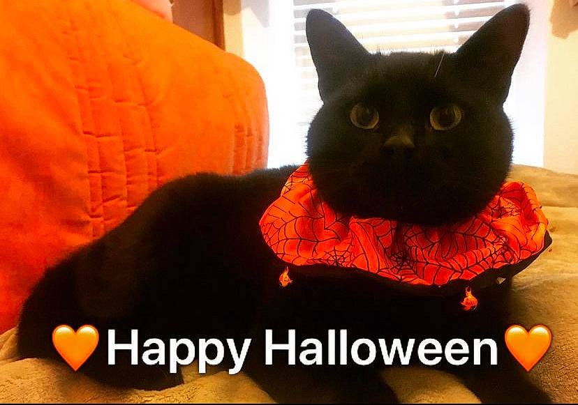 Puddles is registered to the contest to win money with this photo: black_cat, bombay, carnivore, cat, comfort, domestic_short_haired_cat, eye, felidae, font, fur, logo, orange, photo_caption, sitting, sleeve, small_to_medium_sized_cats, snout, tail, terrestrial_animal, whiskers