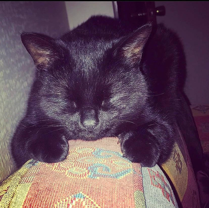 Puddles is registered to the contest to win money with this photo: black_cat, carnivore, cat, cloud, comfort, domestic_short_haired_cat, electric_blue, eye, felidae, fur, linens, meteorological_phenomenon, nap, sky, small_to_medium_sized_cats, snout, square, tail, tints_and_shades, whiskers