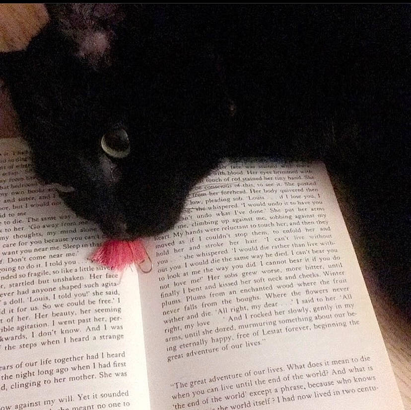 Puddles is registered to the contest to win money with this photo: black_cat, bombay, book, carmine, carnivore, cat, claw, domestic_short_haired_cat, felidae, font, fur, paper, paper_product, paw, publication, small_to_medium_sized_cats, tail, terrestrial_animal, whiskers