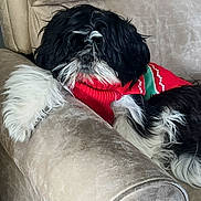 Franklin joined the competition — help win amazing prizes! black_and_white, companion_animal, couch, cozy, cushion, cute, dog, fluffy, fur, indoors, long_hair, lounging, pet, portrait, red_clothing, relaxed, shih_tzu, sitting, small_dog, sweater
