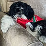 black_and_white, companion_animal, couch, cozy, cushion, cute, dog, fluffy, fur, indoors, long_hair, lounging, pet, portrait, red_clothing, relaxed, shih_tzu, sitting, small_dog, sweater