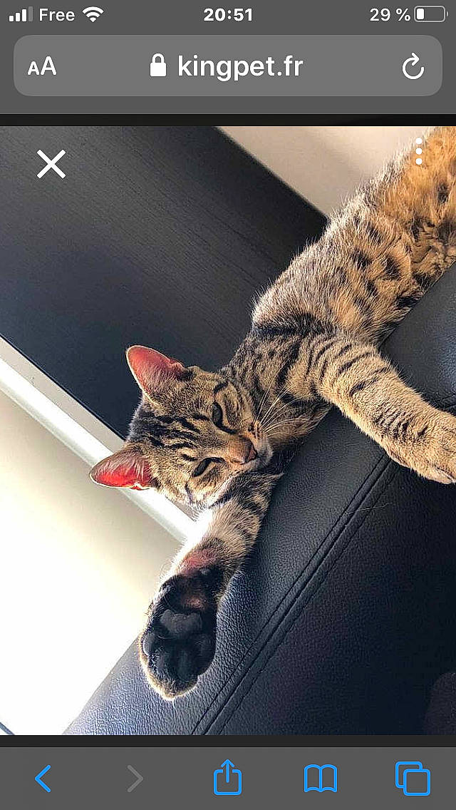 Olister a rejoint le concours — aidez-le/la à gagner de superbes lots ! american_shorthair, asian, bengal, california_spangled, carnivore, cat, domestic_short_haired_cat, dragon_li, egyptian_mau, european_shorthair, felidae, kitten, ocicat, photo_caption, photography, savannah, small_to_medium_sized_cats, tabby_cat, toyger, whiskers