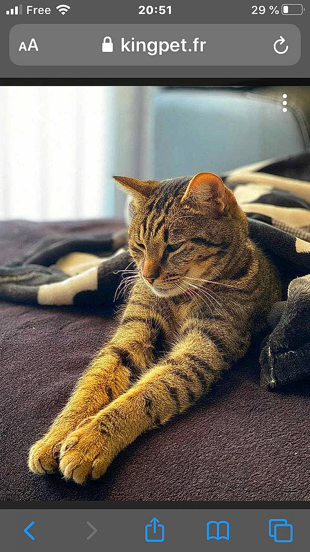 Olister participe au concours pour gagner de l'argent avec cette photo : asian, bengal, california_spangled, carnivore, cat, domestic_short_haired_cat, dragon_li, european_shorthair, felidae, fur, kitten, ocicat, paw, photo_caption, photography, small_to_medium_sized_cats, snout, tabby_cat, technology, whiskers