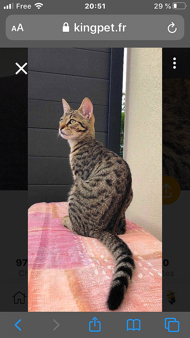 Olister participe au concours pour gagner de l'argent avec cette photo : asian, bengal, california_spangled, carnivore, cat, dragon_li, egyptian_mau, european_shorthair, felidae, kitten, mammal, ocicat, photo_caption, savannah, small_to_medium_sized_cats, tabby_cat, tail, vertebrate, whiskers