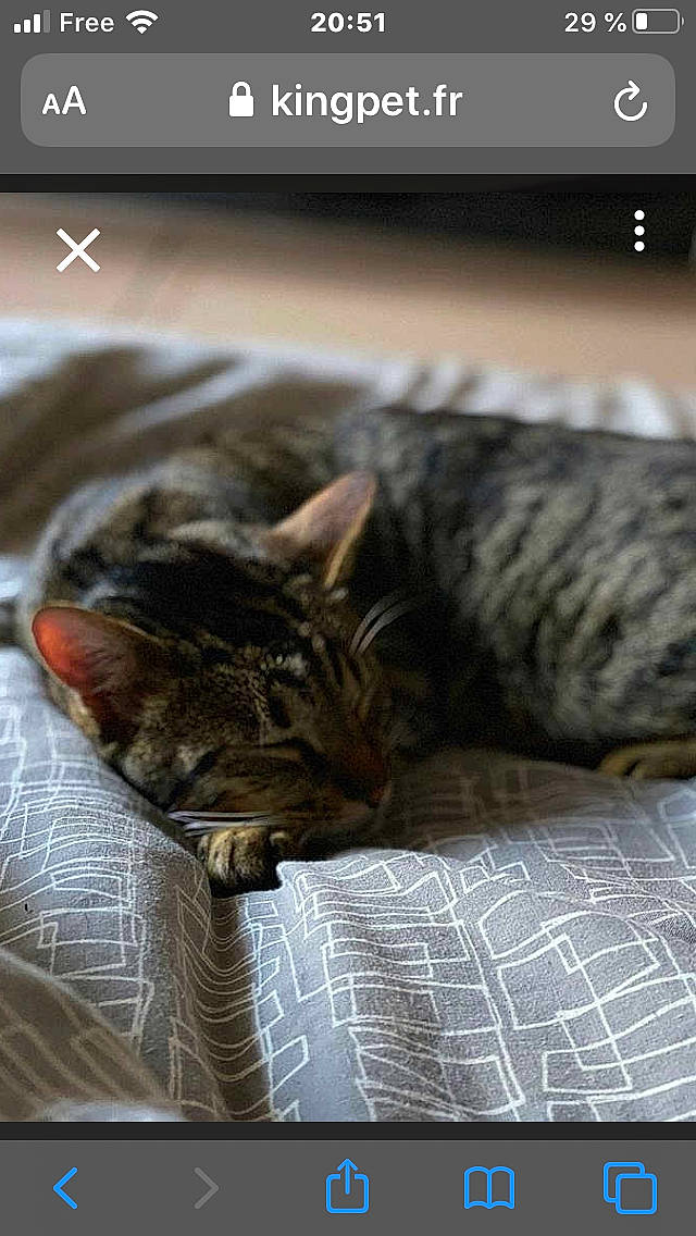 Olister participe au concours pour gagner de l'argent avec cette photo : american_shorthair, asian, bengal, california_spangled, carnivore, cat, domestic_short_haired_cat, dragon_li, european_shorthair, felidae, fur, kitten, nap, ocicat, photo_caption, pixie_bob, sleep, small_to_medium_sized_cats, tabby_cat, whiskers