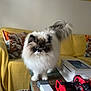 Iris is registered to the contest to win money with this photo: animal, box, carpet, cat, cat_pillow, craftsman, cushion, domestic_animal, fluffy_cat, furniture, home_decor, indoor, living_room, long_hair, painting, pet, table, tools, wooden_table, yellow_couch