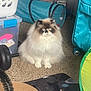 Iris joined the competition — help win amazing prizes! animal, black, blue, brown, carpet, cat, cat_tunnel, feline, floor, fluffy, furniture, home, indoor, laundry_basket, pet, pet_toy, plastic_container, storage_box, suitcase, white