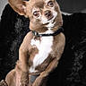 Nemo participe au concours pour gagner de l'argent avec cette photo : dog, chihuahua, small_dog, pet, portrait, indoors, sitting, head_tilt, upright, brown_fur, white_chest, large_ears, brown_eyes, collar, dog_tag, blanket, couch, cozy, black_background, cute