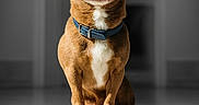 Nemo participe au concours pour gagner de l'argent avec cette photo : dog, chihuahua, pet, canine, sitting, portrait, blue_cap, collar, brown_fur, white_chest, pointed_ears, large_eyes, indoors, studio, floor, reflection, symmetrical, fashion, cute, funny