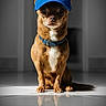 dog, chihuahua, pet, canine, sitting, portrait, blue_cap, collar, brown_fur, white_chest, pointed_ears, large_eyes, indoors, studio, floor, reflection, symmetrical, fashion, cute, funny