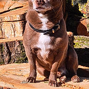 Nemo participe au concours pour gagner de l'argent avec cette photo : dog, chihuahua, pet, brown_dog, sitting, outdoor, tree_stump, wood, nature, garden, moss, flowers, sunlight, collar, white_chest, large_ears, portrait, animal, canine, focused