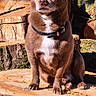 dog, chihuahua, pet, brown_dog, sitting, outdoor, tree_stump, wood, nature, garden, moss, flowers, sunlight, collar, white_chest, large_ears, portrait, animal, canine, focused