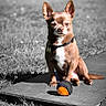 Nemo participe au concours pour gagner de l'argent avec cette photo : dog, chihuahua, small_dog, pet, animal, sitting, outdoors, grass, garden, stone, slab, toy, ball, orange, black, brown, collar, tag, portrait, selective_color