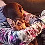dog, sleepy, resting, couch, tie-dye, arm, cozy, pet, indoor, brown_dog, small_dog, relaxed, companion, furry, animal, cute, comfort, home, casual, warm_light