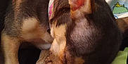 Penelope joined the competition — help win amazing prizes! dog, sleeping, collar, blanket, patterned_blanket, indoor, closeup, resting, pet, cozy, brown_dog, small_dog, fur, animal, paw, snout, ear, cute, relaxing, comfort