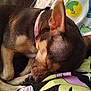 dog, sleeping, collar, blanket, patterned_blanket, indoor, closeup, resting, pet, cozy, brown_dog, small_dog, fur, animal, paw, snout, ear, cute, relaxing, comfort