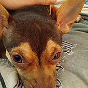 Penelope joined the competition — help win amazing prizes! dog, pet, close_up, brown, ears, hand, lap, resting, calm, relaxed, animal, fur, face, domestic_animal, indoor, person, touch, companion, cute, comfort