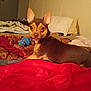dog, pet, bed, blanket, toy, indoor, brown_dog, ears, looking_back, bedroom, pillow, furniture, animal, canine, cute, small_dog, resting, domestic, comfort, fur