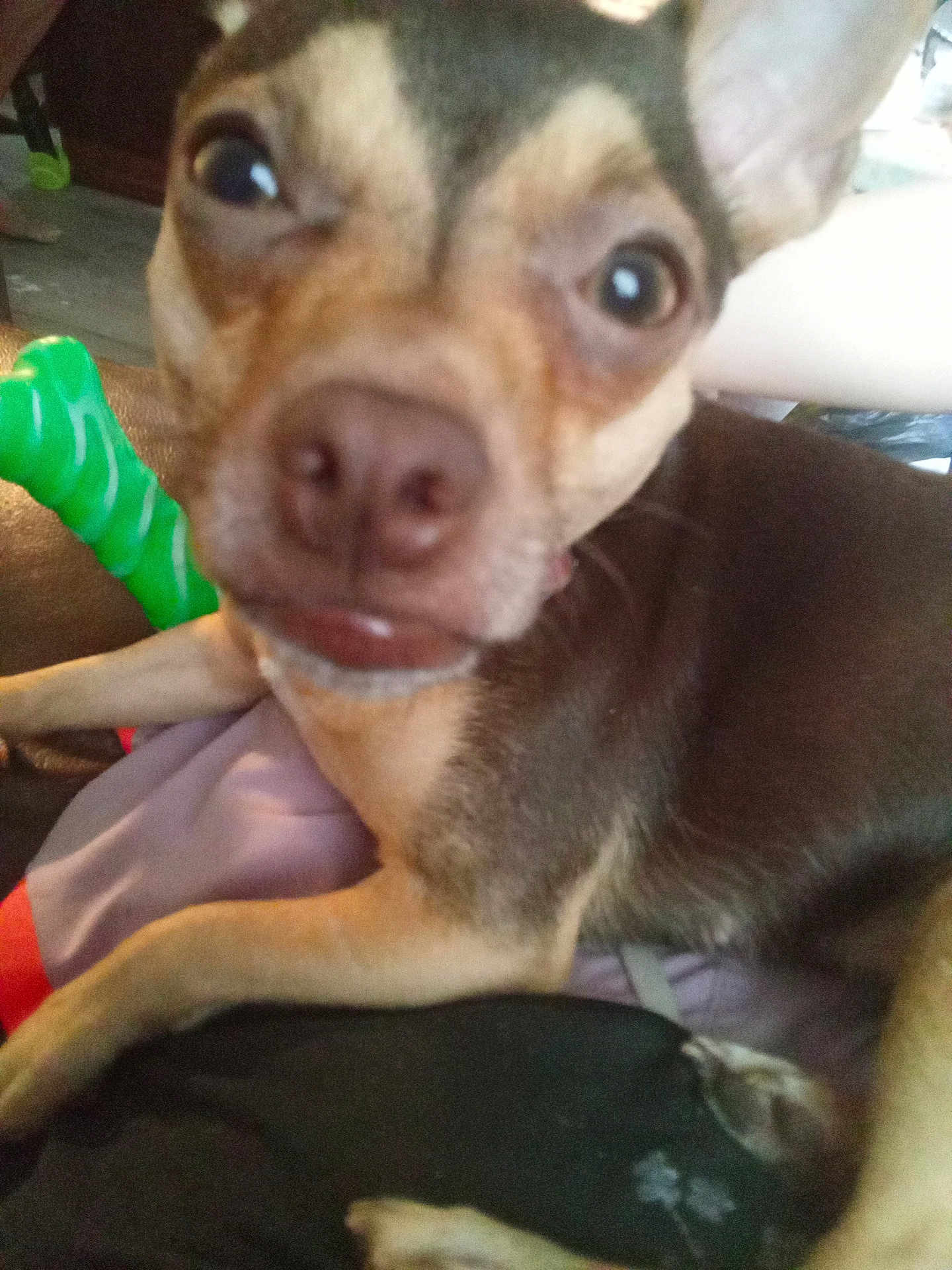 Penelope